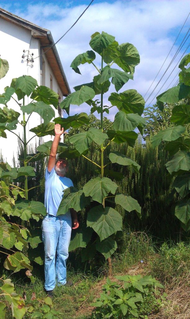 Paulownia trees one year growth