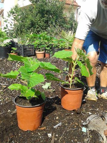 Small paulownia seedling