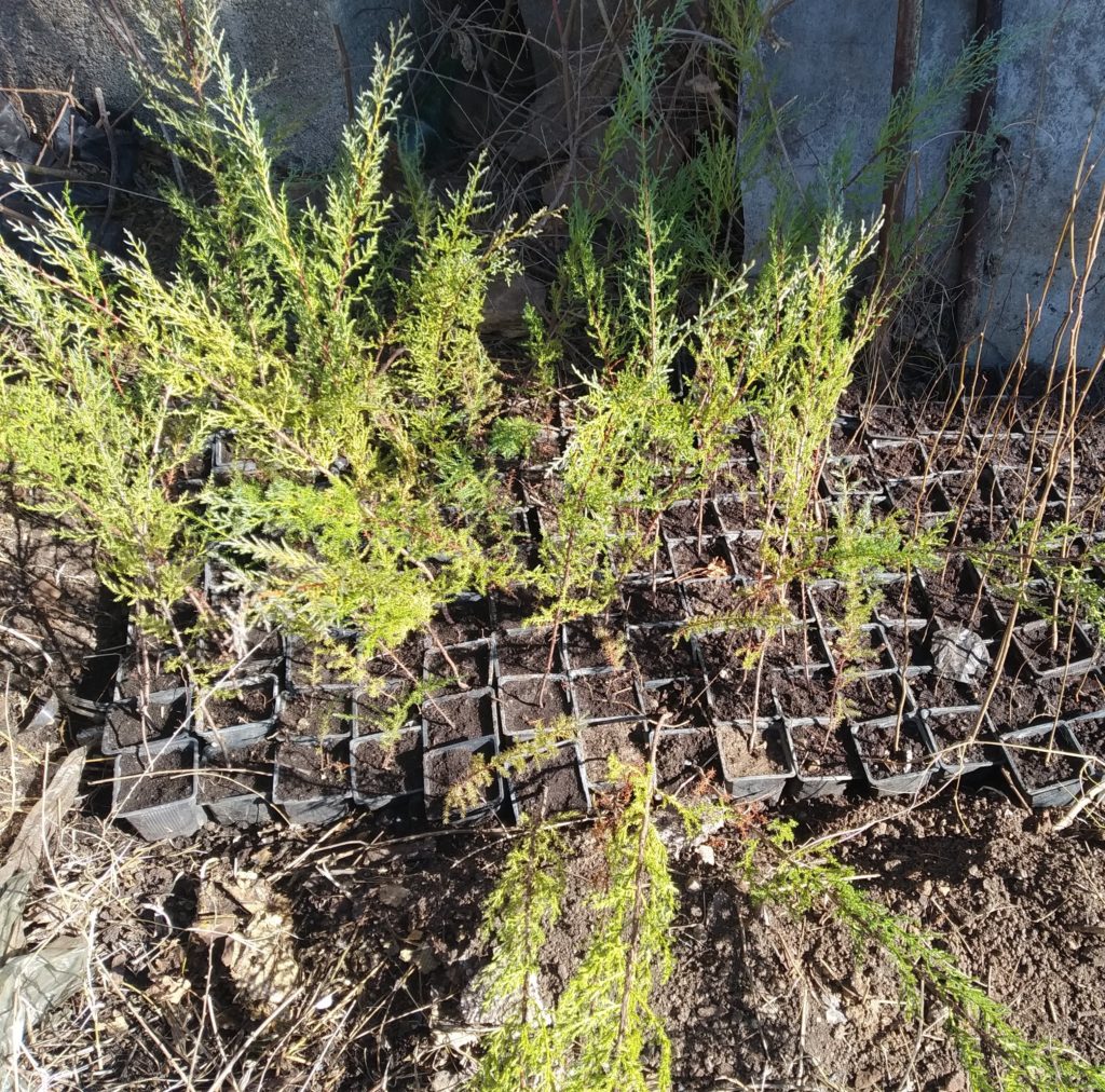 Various tree seedlings