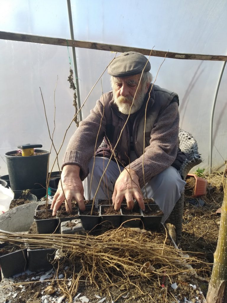 Mitko preparing container seedlings