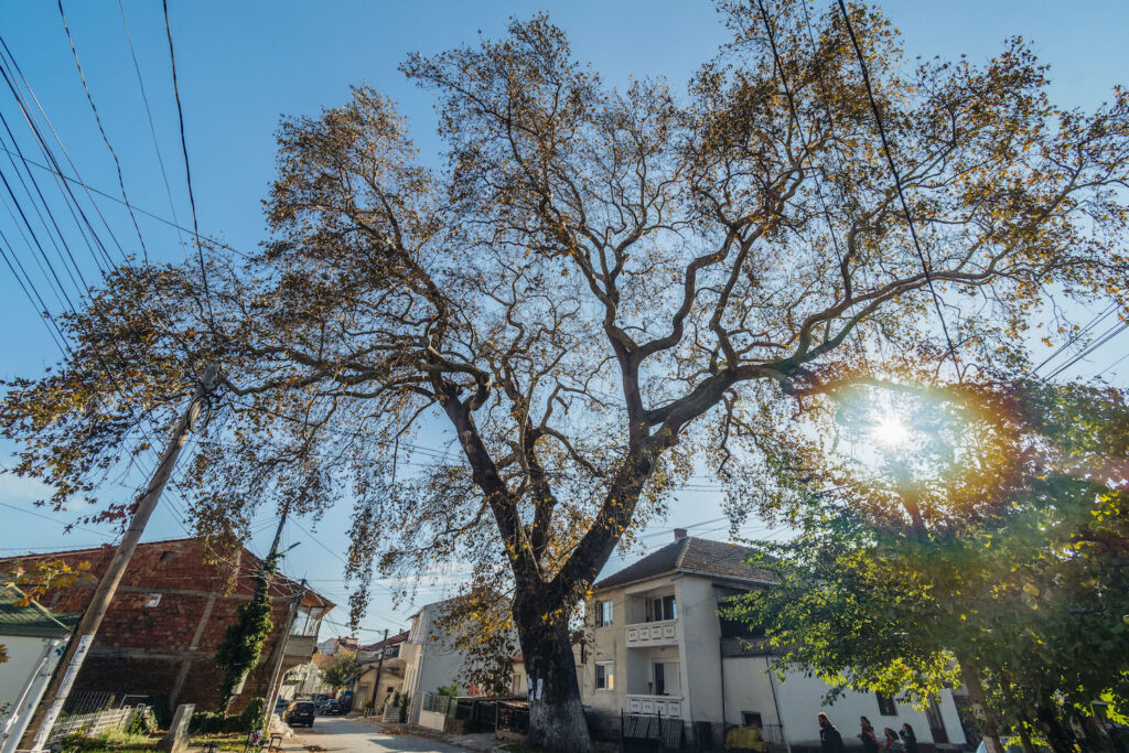 Big chinar tree in Radovish