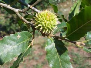 Quercus trojana leaf