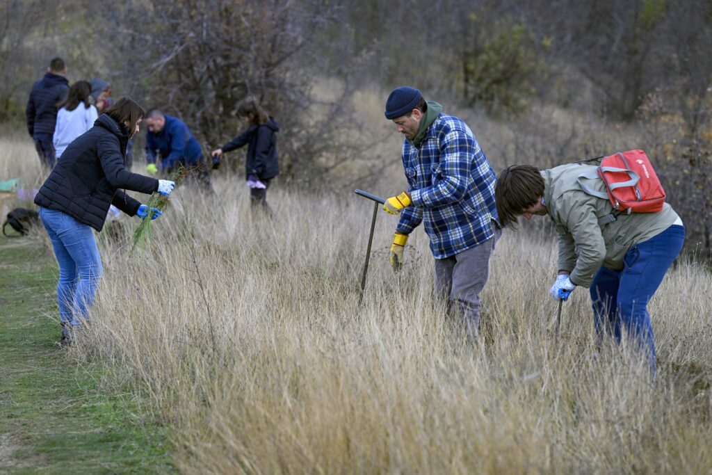 Volunteers planting trees in the plowed lines